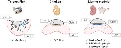 From Pituitary Stem Cell Differentiation to Regenerative Medicine